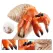 Figurină Mare Crab Pustnic din Material Moale Premium, Jucărie Educativă și de Colecție cu Pictură Realistă Realizată Manual, Pentru Copii și Pasionați de Viața Oceanică
